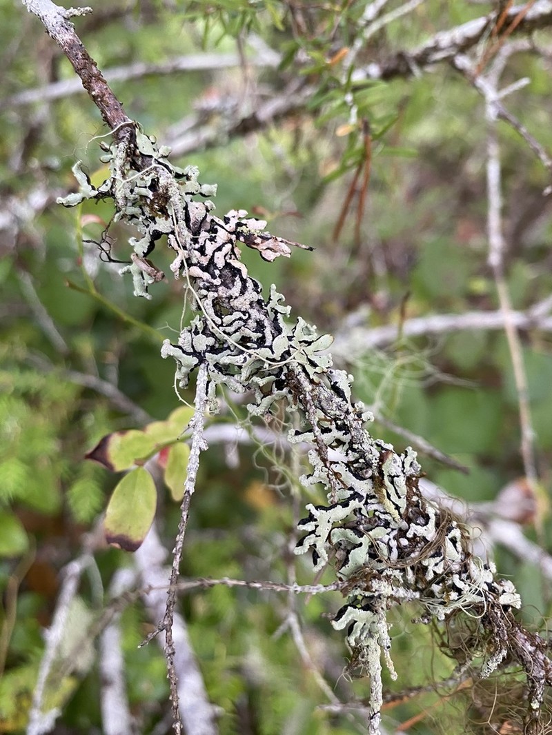 Seaside Tube Lichen photo 3