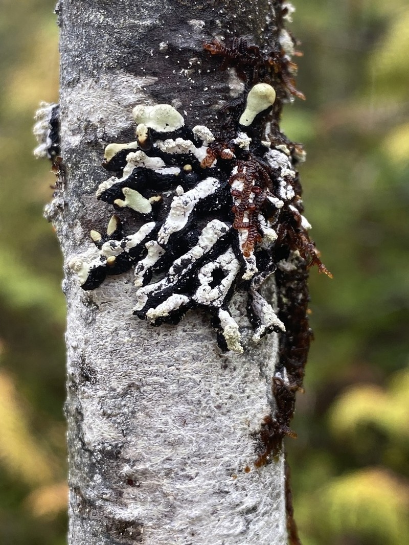 Seaside Tube Lichen photo 4