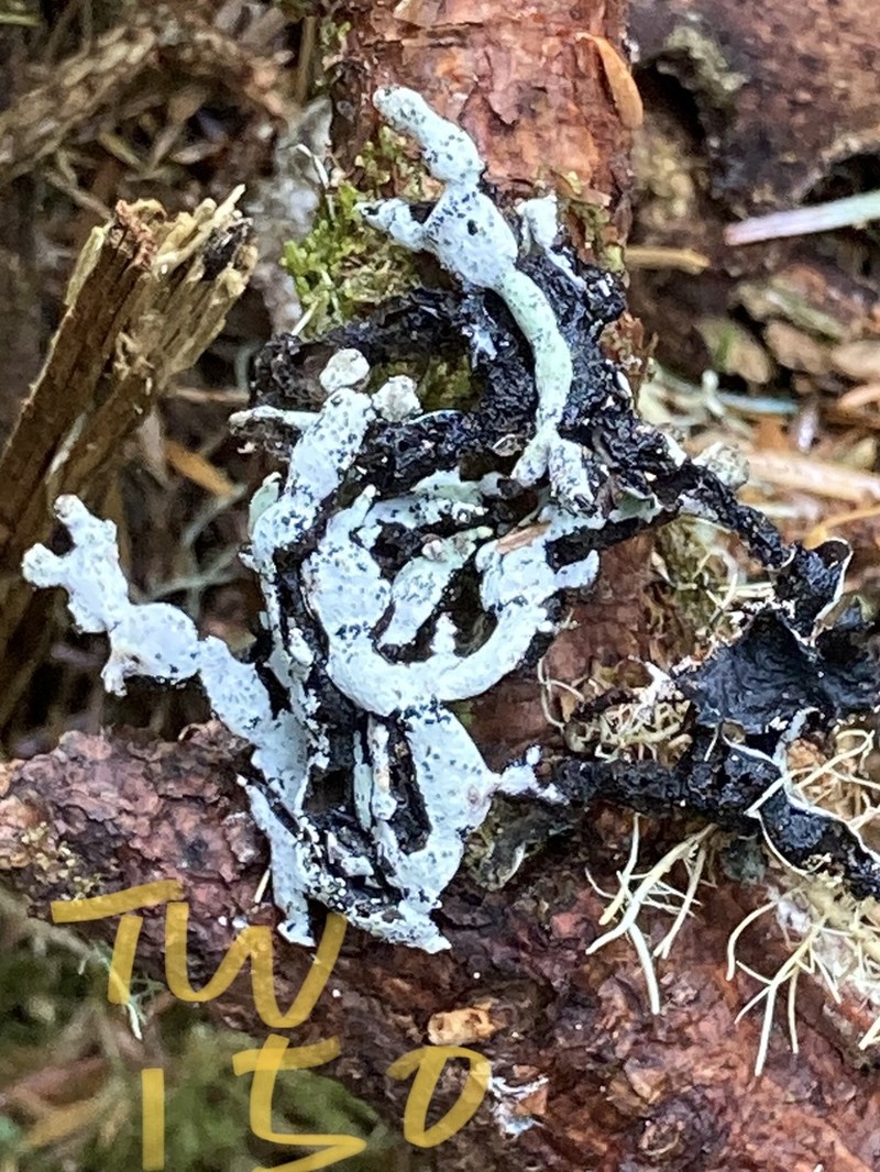 Seaside Tube Lichen photo 5
