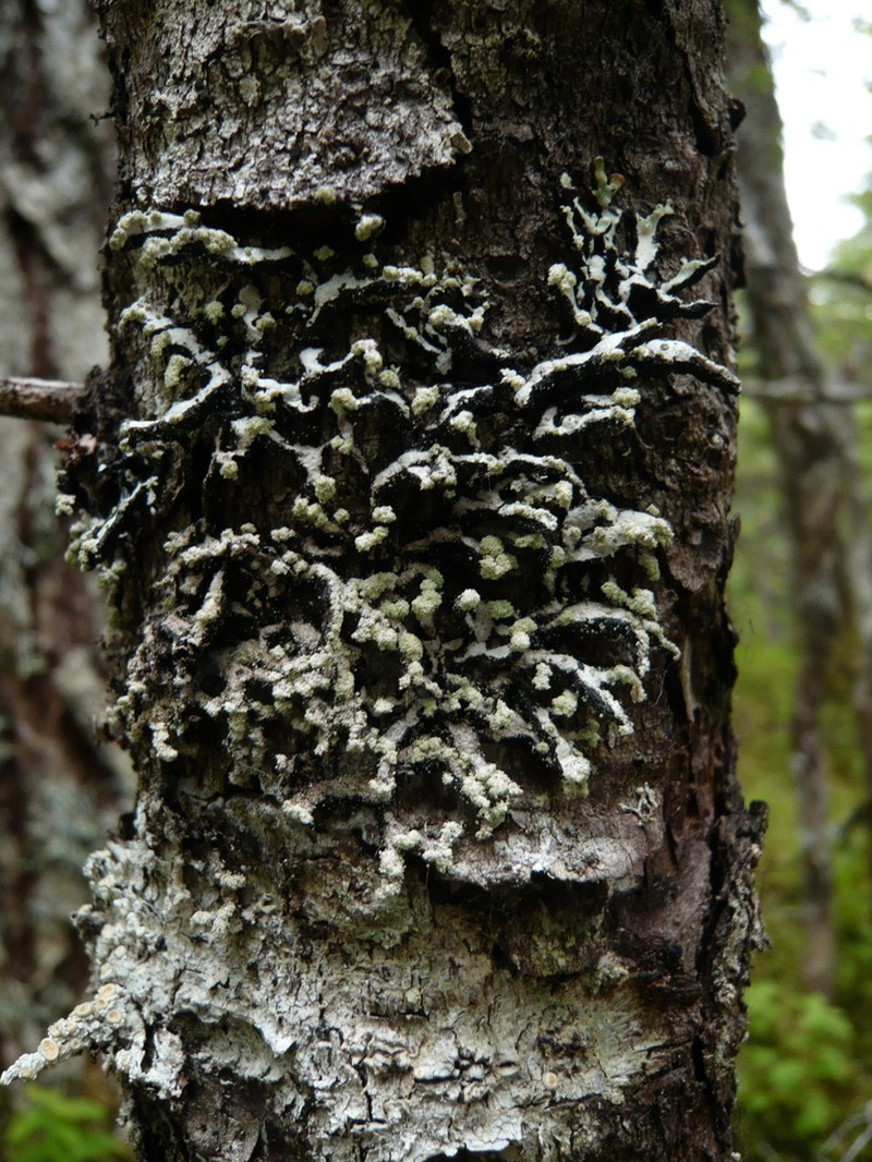 Seaside Tube Lichen photo 6