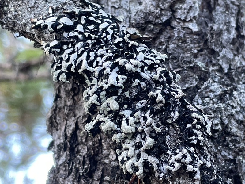 Seaside Tube Lichen photo 7