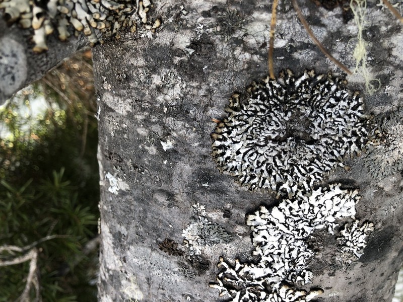 Seaside Tube Lichen photo 8