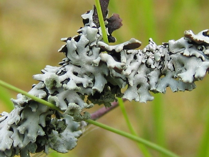 Tube Lichen