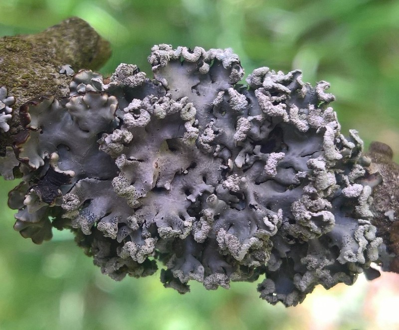 Tube Lichen
