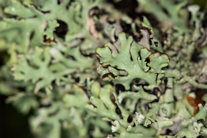 Tube Lichen photo 2