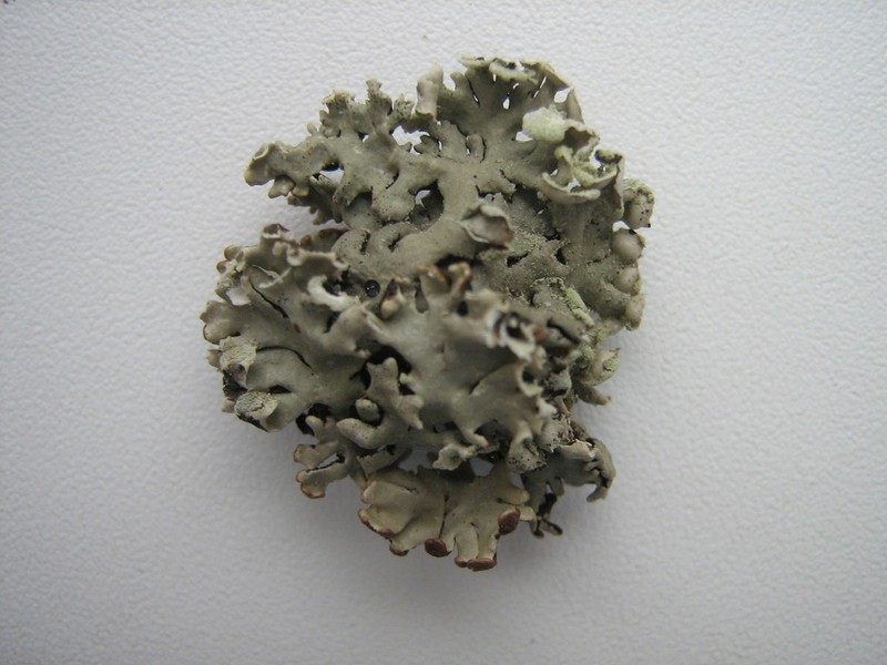 Tube Lichen photo 3