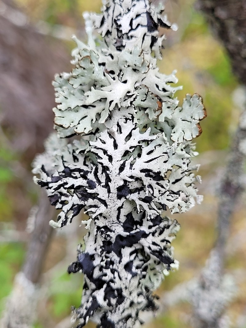 Tube Lichen photo 4