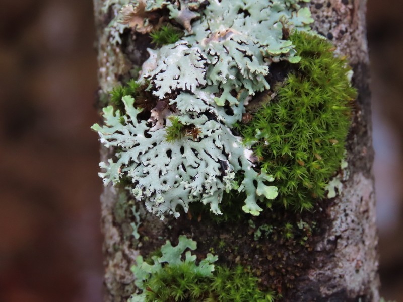 Tube Lichen photo 5
