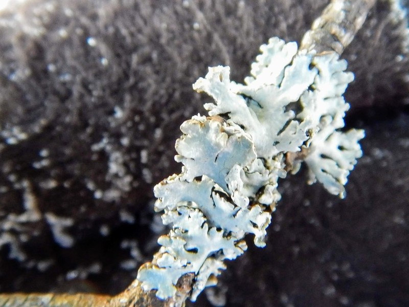 Tube Lichen photo 6