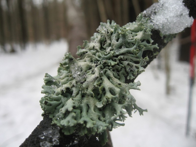 Tube Lichen photo 7