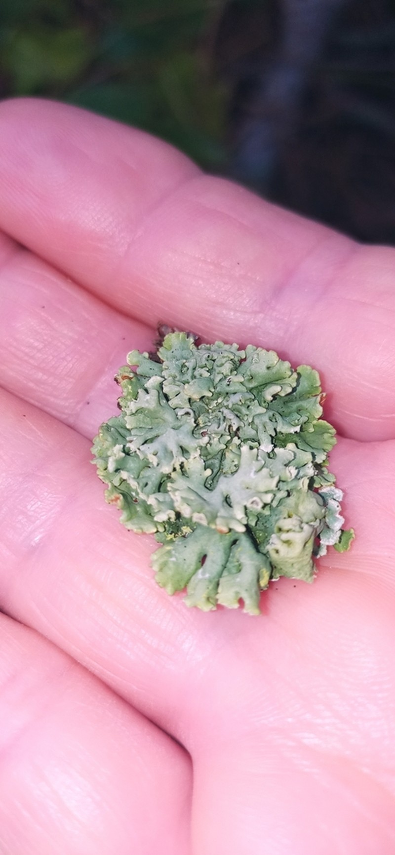 Tube Lichen photo 8