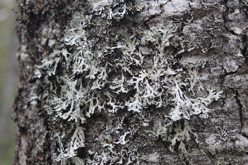Tube Lichen