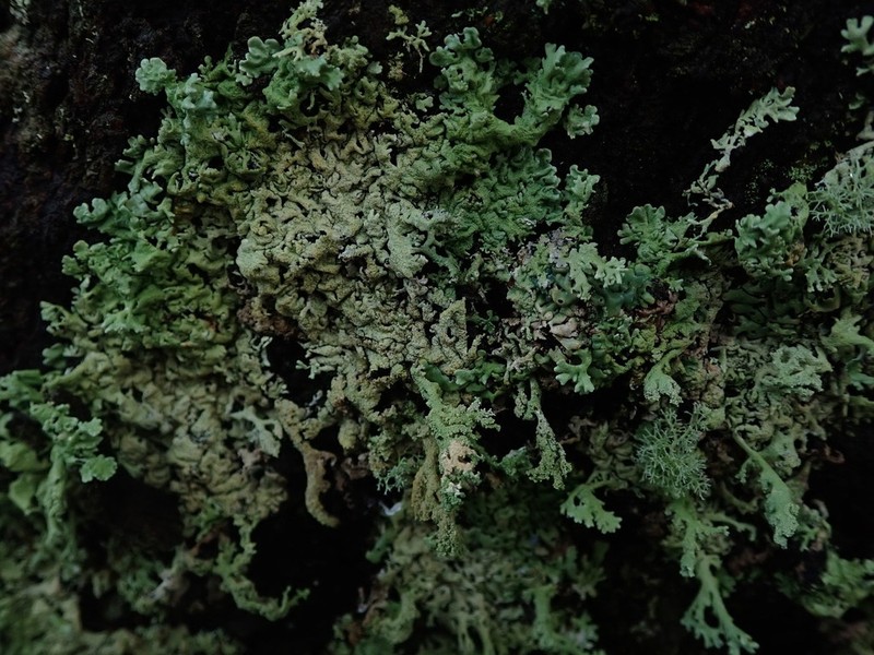 Tube Lichen photo 3