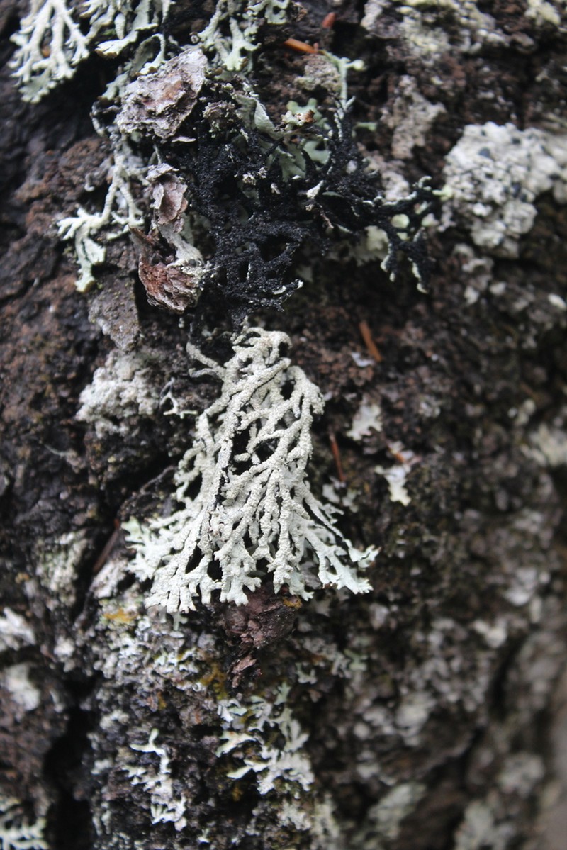 Tube Lichen photo 4