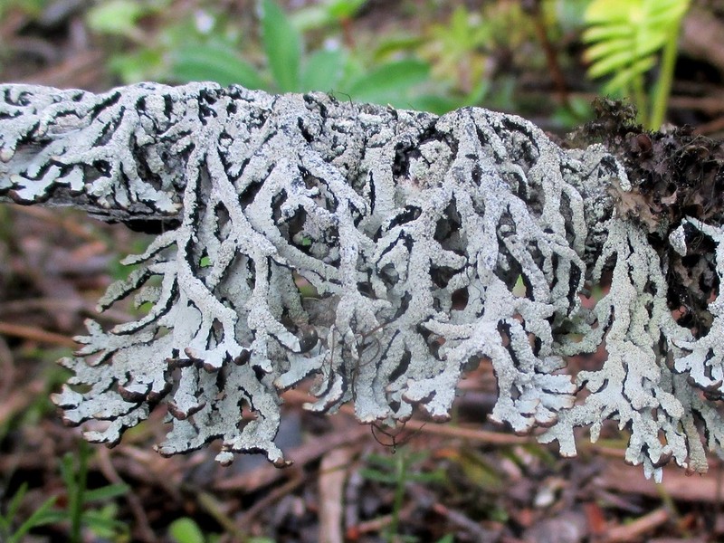 Tube Lichen photo 5