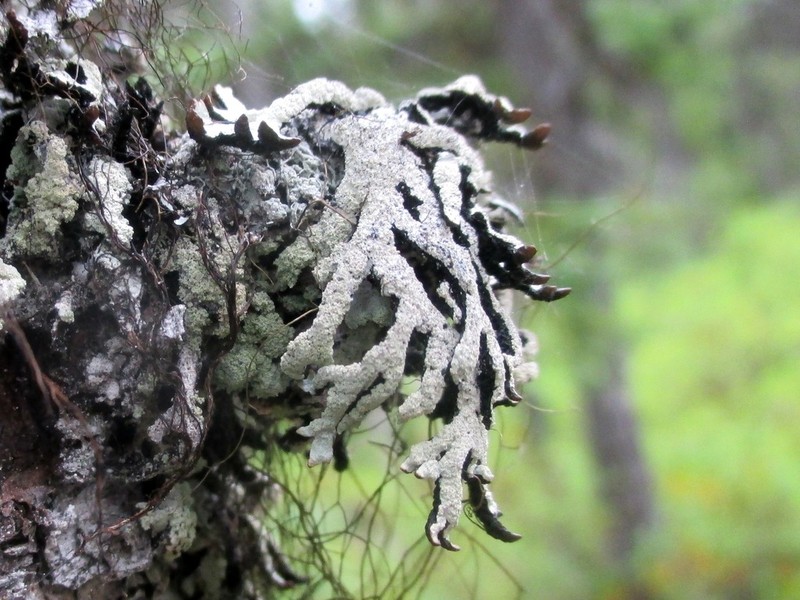 Tube Lichen photo 6