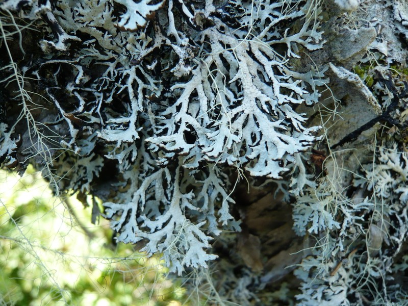 Tube Lichen photo 7