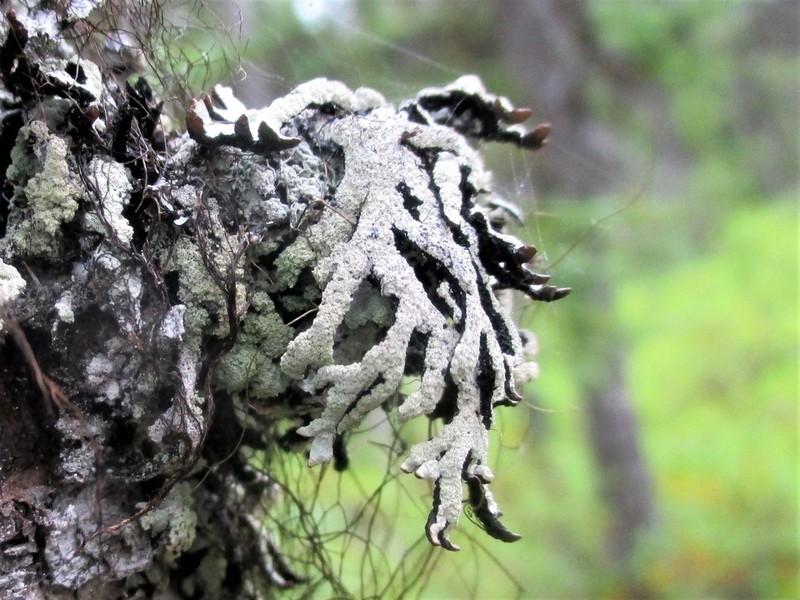 Tube Lichen photo 8