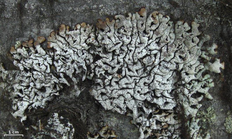 Tube Lichen