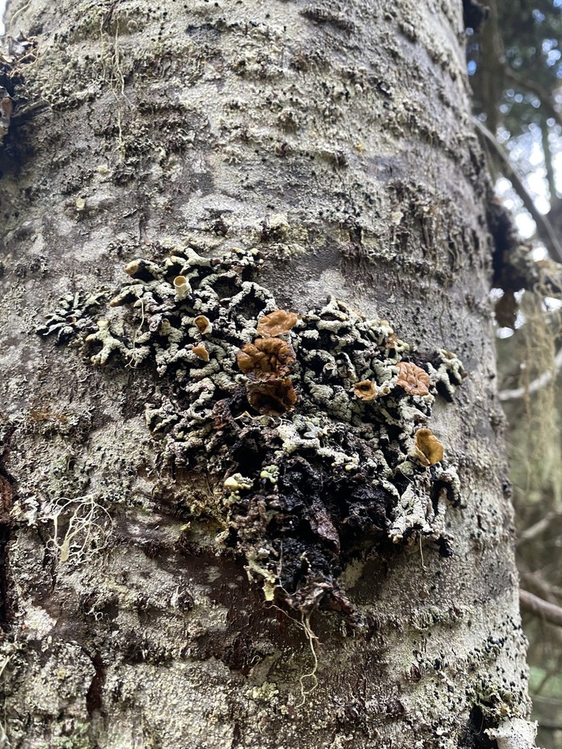 Tube Lichen