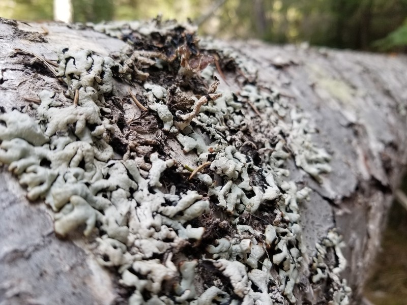 Tube Lichen photo 2