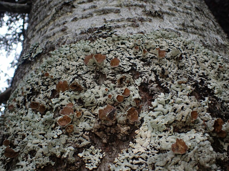 Tube Lichen photo 3