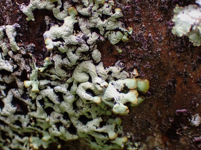 Tube Lichen photo 4