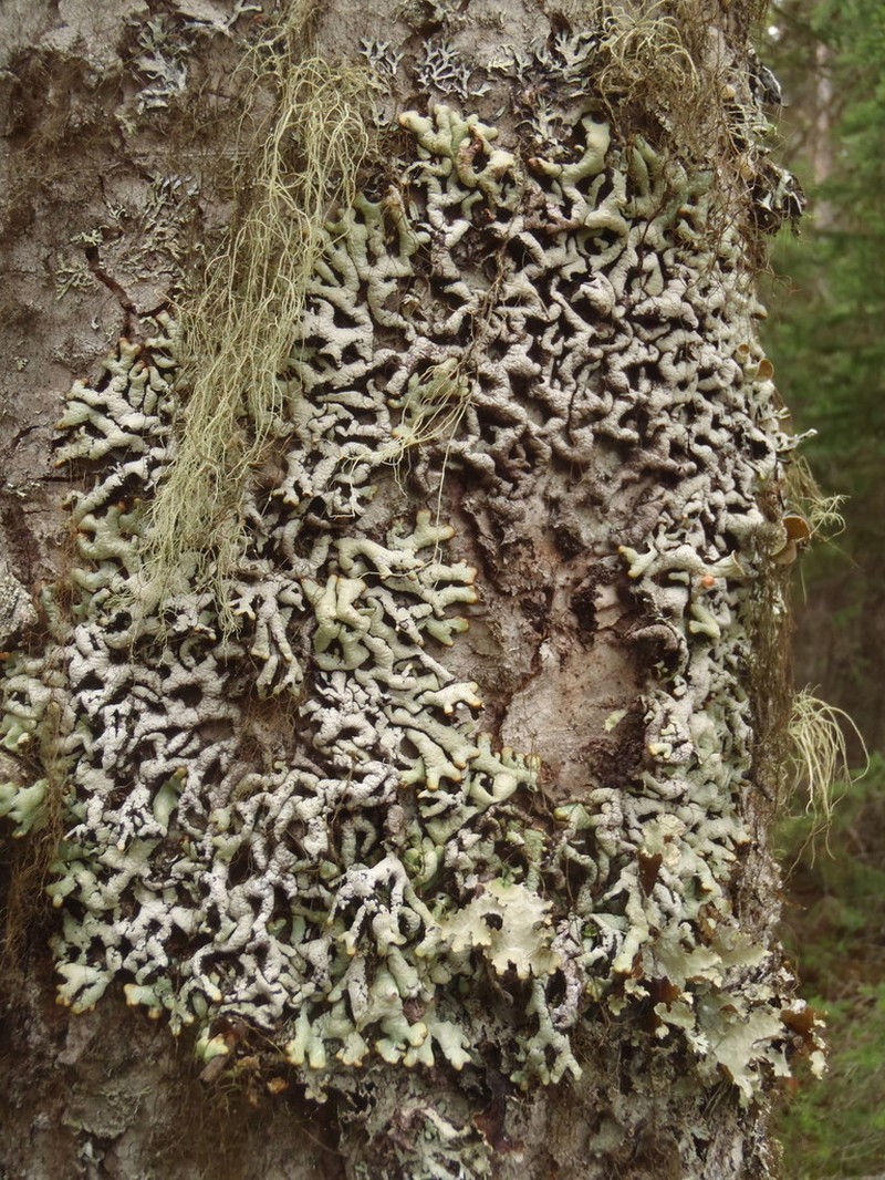 Tube Lichen photo 5