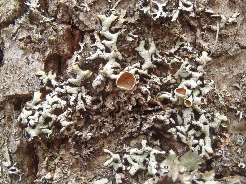 Tube Lichen photo 6