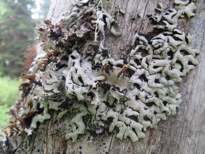 Tube Lichen photo 7