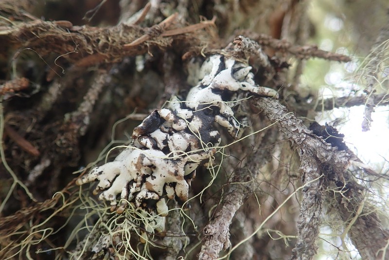 Tube Lichen photo 8