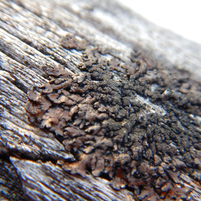 Tube Lichen