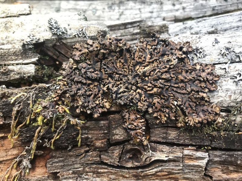 Tube Lichen photo 2