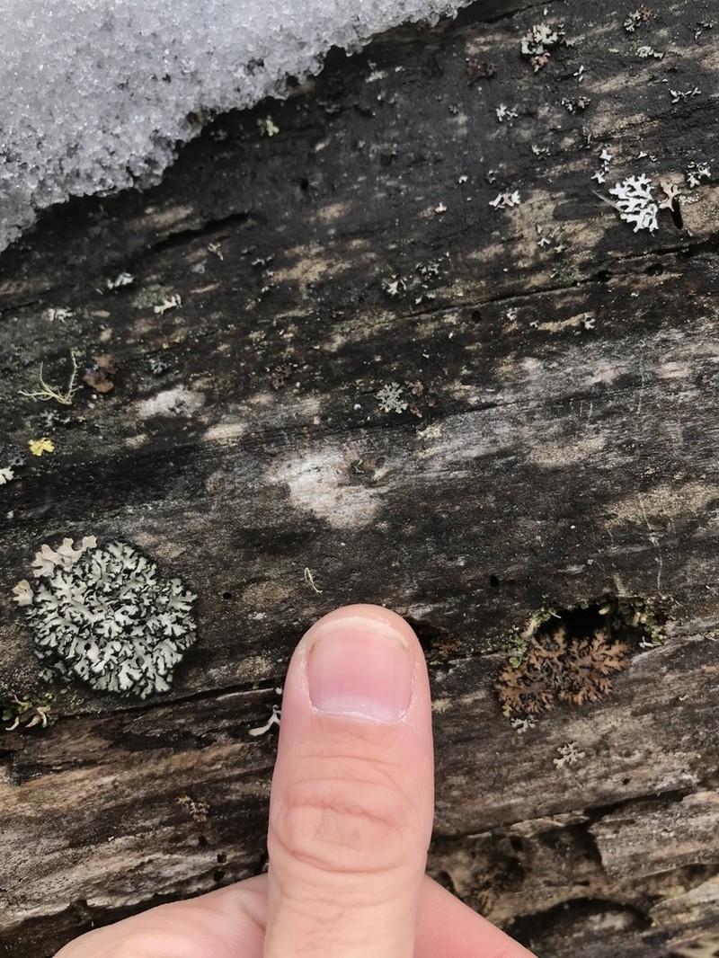 Tube Lichen photo 3