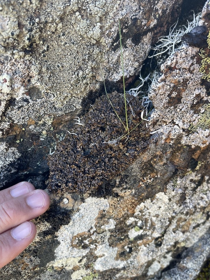 Tube Lichen photo 4