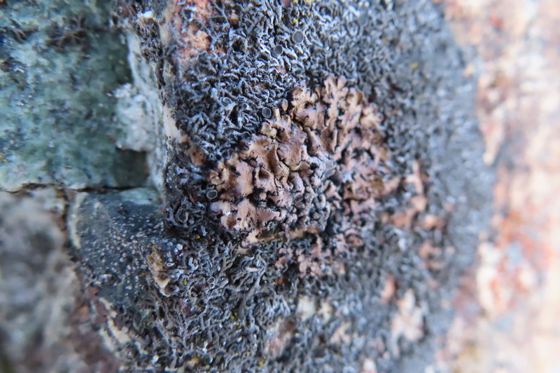 Tube Lichen photo 5