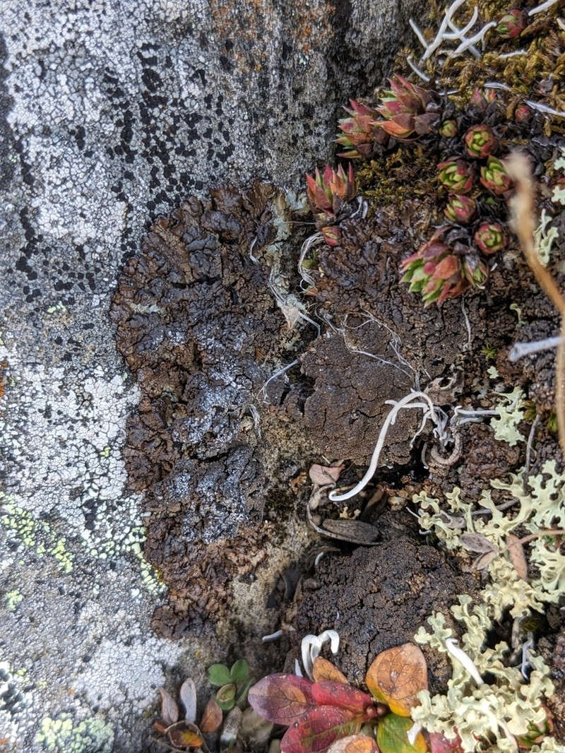 Tube Lichen photo 6