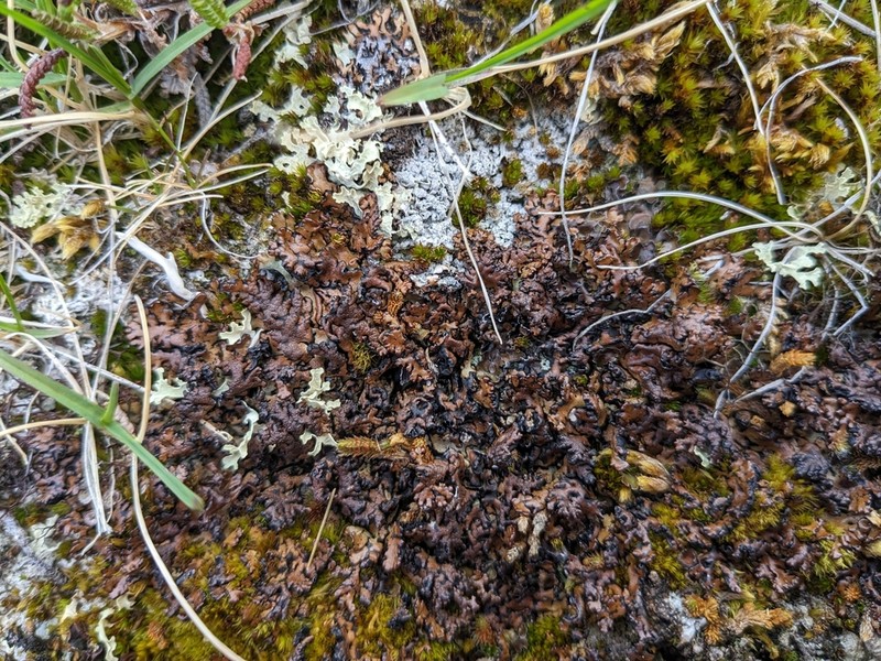 Tube Lichen photo 7