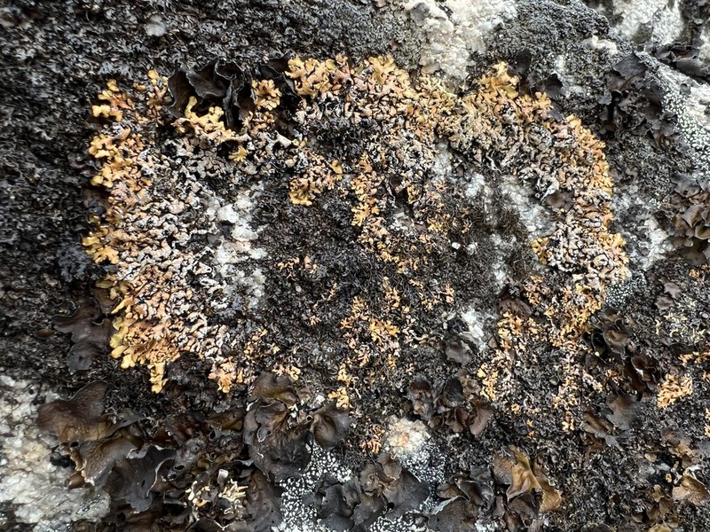 Tube Lichen photo 8