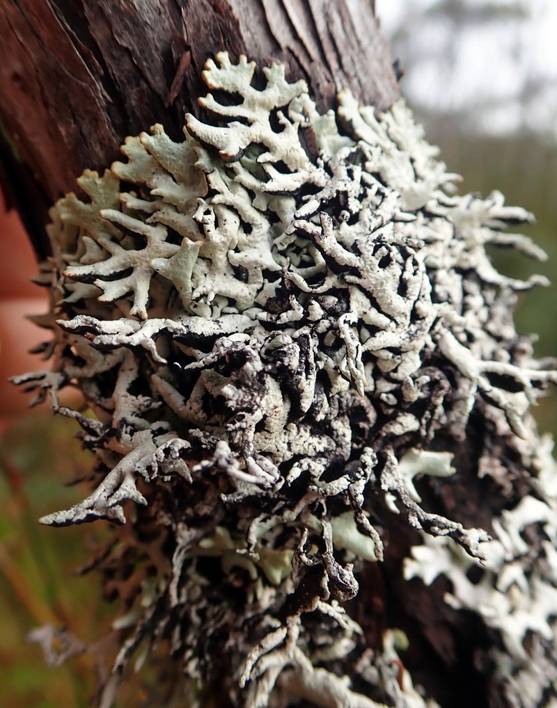Hypogymnia subphysodes