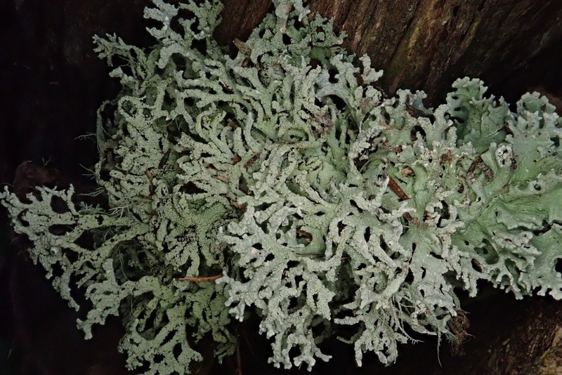 Hypogymnia subphysodes photo 2