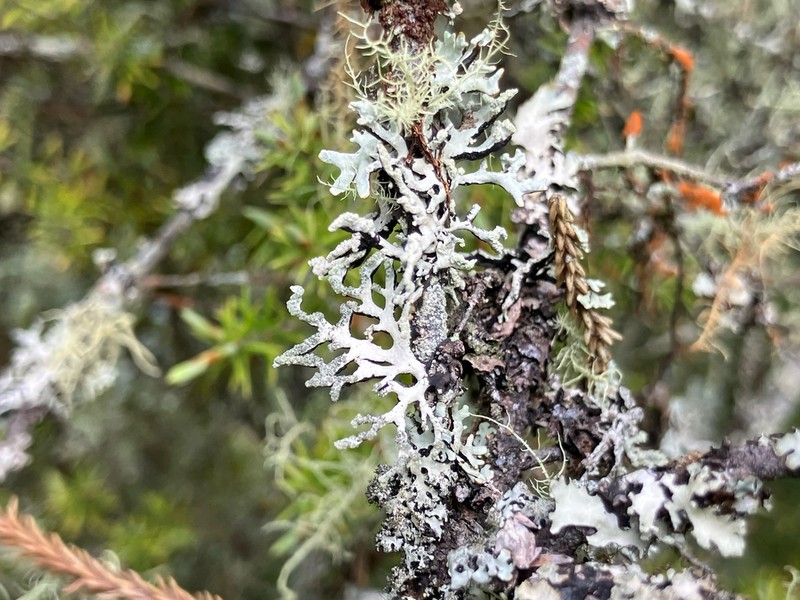 Hypogymnia subphysodes photo 3