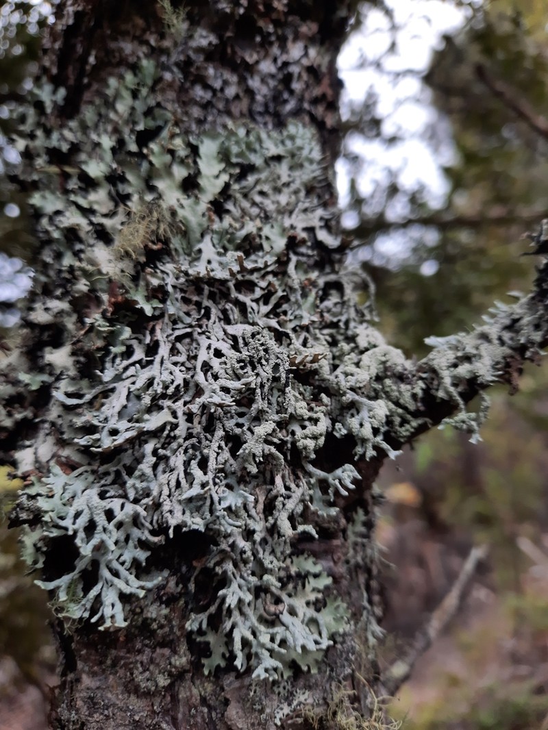 Hypogymnia subphysodes photo 4