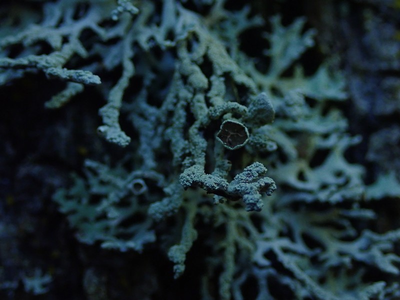 Hypogymnia subphysodes photo 5