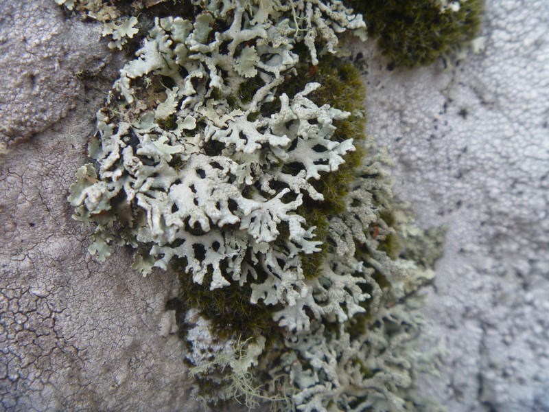 Hypogymnia subphysodes photo 6