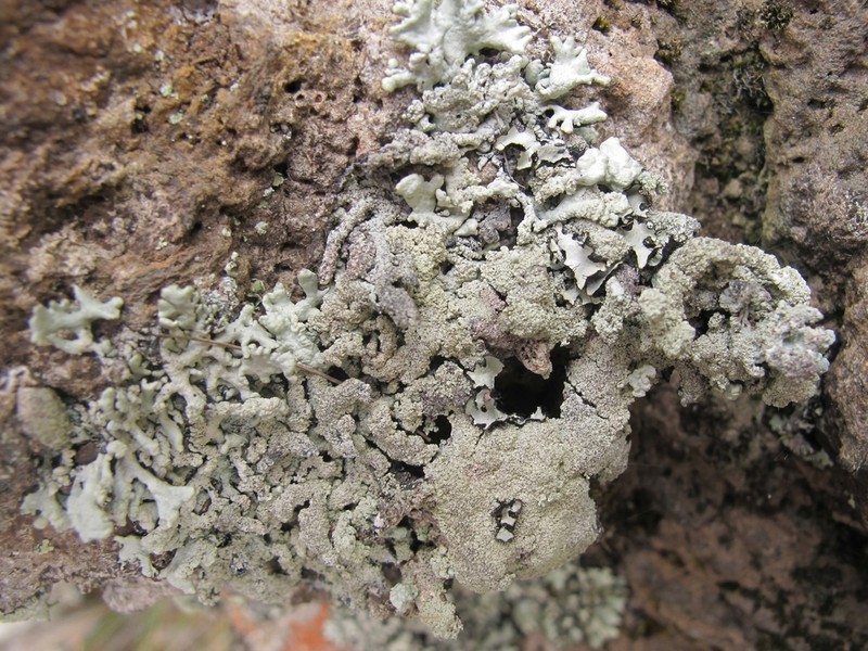 Hypogymnia subphysodes photo 7