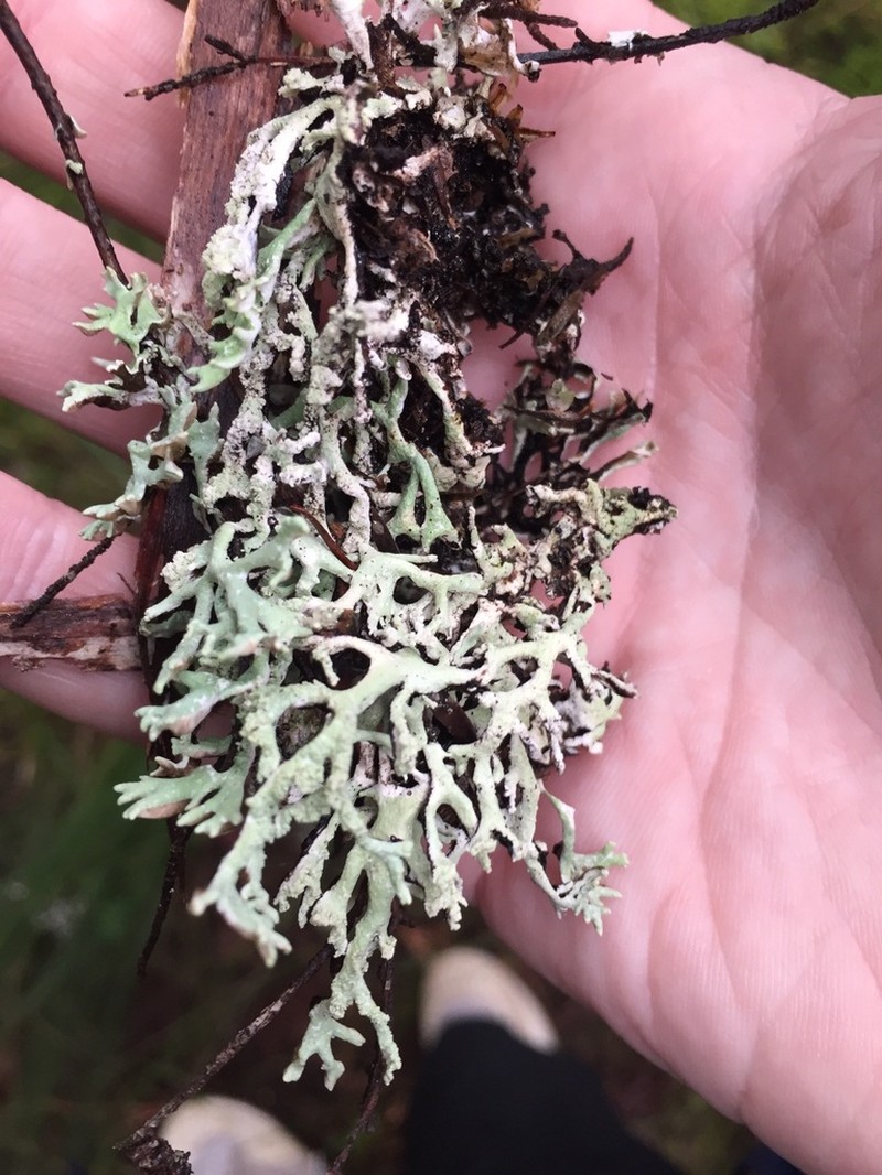Hypogymnia subphysodes photo 8