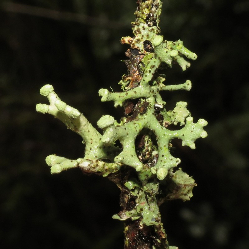 Tube Lichen