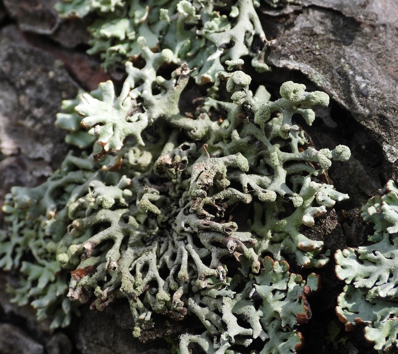 Tube Lichen photo 2