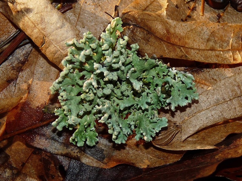 Tube Lichen photo 3
